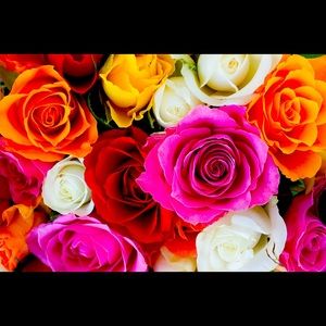 Meet your Posher, Eva